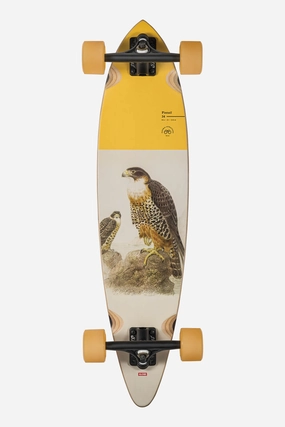 Pintail 34 - Falcon