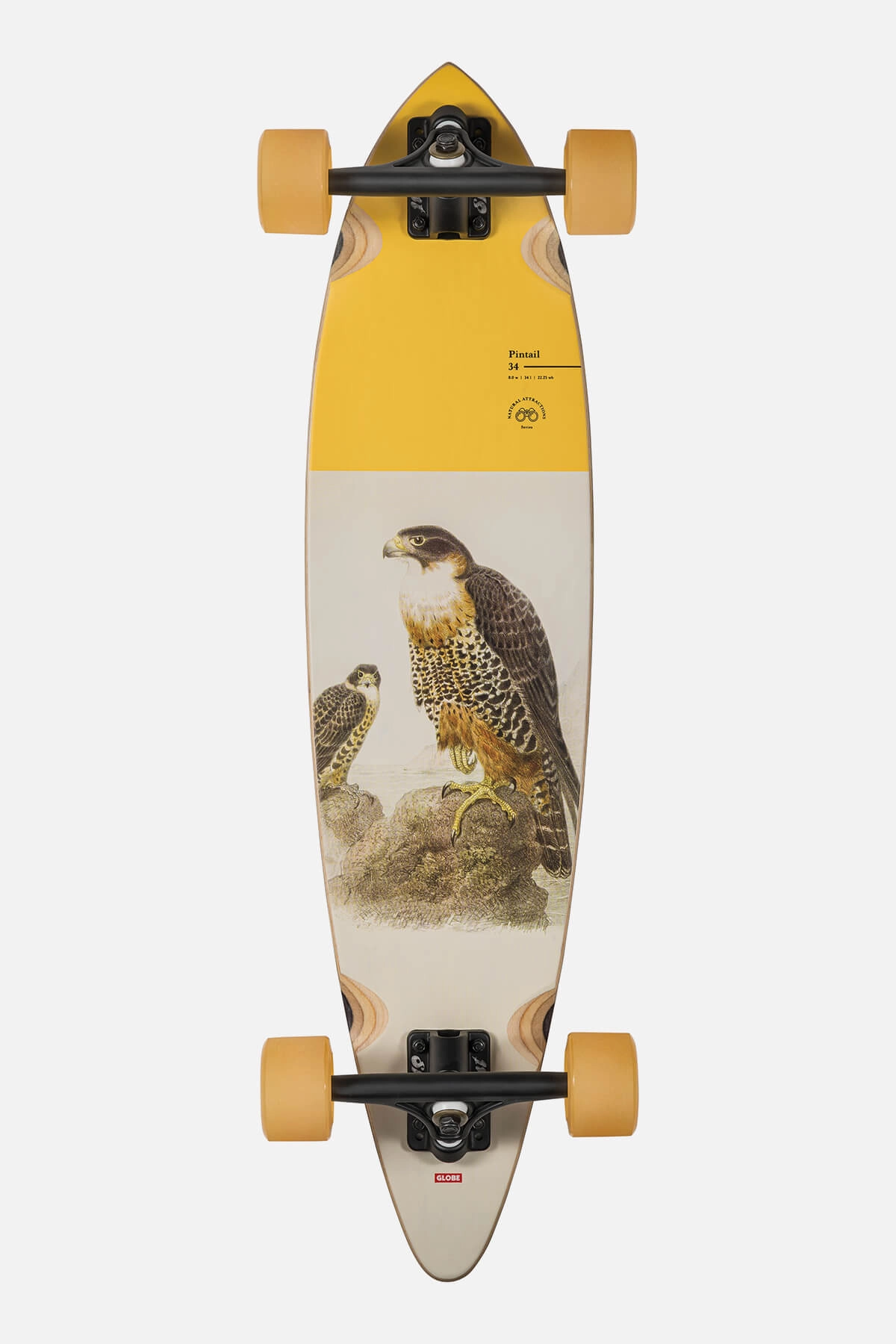 Pintail 34 - Falcon